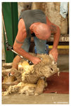 sheep cutter06