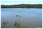 melaleuca station01