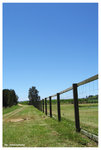 melaleuca station04