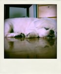 n811480159_4782788_5284-pola