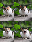 AAA