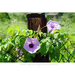 DSCF0294s1