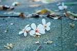 DSCF5054t