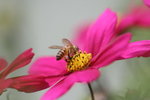 IMG_6386