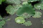IMG_5801