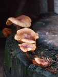 DSCF0136
