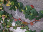 DSCF0612