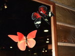 DSCF0616