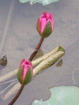 DSCF0642