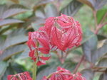 DSCF0650