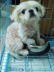 sick...doG .____.