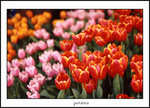 
flower8