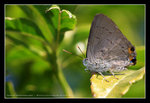 IMG_1753