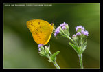 ����E���� Catopsilia scyll