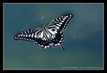 IMG_8786