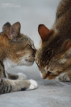 _MG_9866