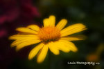 _MG_3655