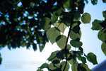 DPP_0002
