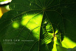 DPP_0010