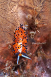 IMG_8741 copy