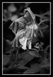 060311_bw003