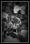 060311_bw004