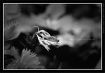 060311_bw005