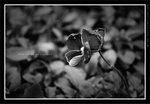 060311_bw006