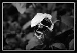 060311_bw007