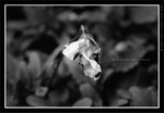 060311_bw008