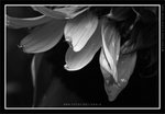 060311_bw009