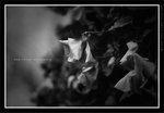 060311_bw011