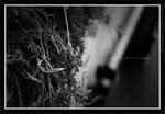 060311_bw012