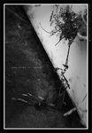 060311_bw013