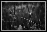 060311_bw014