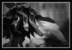 060311_bw015