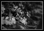 060311_bw016