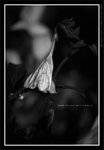 060311_bw017