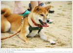 060531_dragon_019