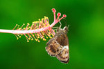 IMG_0044A