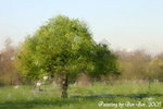 Tree Painting