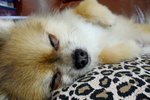 SAM_2056