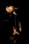 Flower02_800