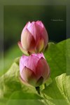 Lotus- 01_nEO_IMG