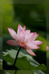Lotus -02_nEO_IMG
