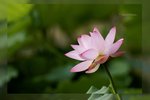 Lotus -03_nEO_IMG