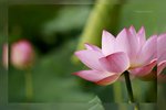 Lotus -04_nEO_IMG