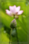 Lotus -05_nEO_IMG