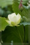 Lotus -06_nEO_IMG