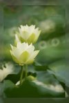 Lotus -07_nEO_IMG